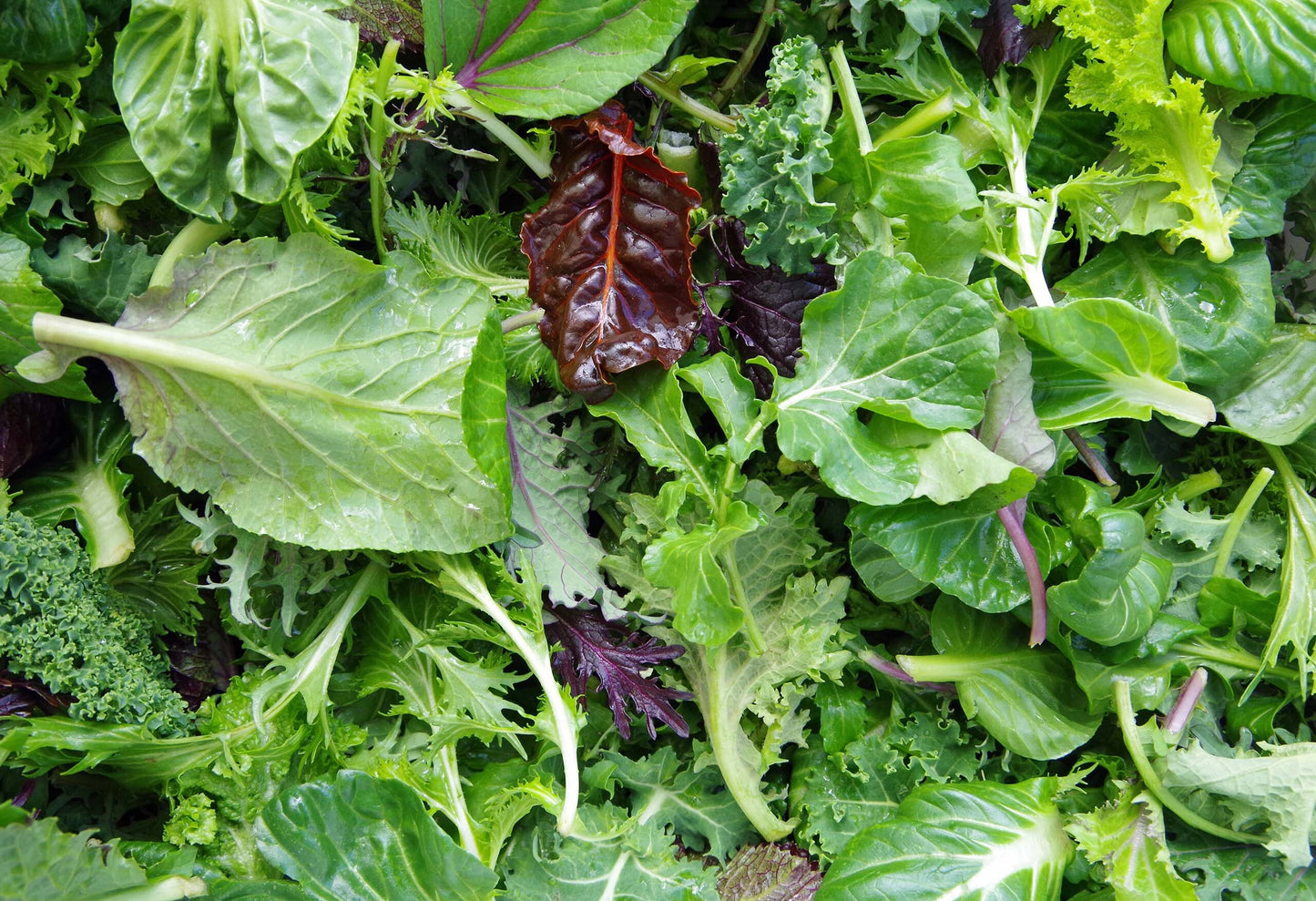 Add-On: Fall Fresh Greens Bundle - Bi-weekly
